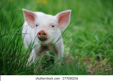 Piglet On Spring Green Grass On A Farm