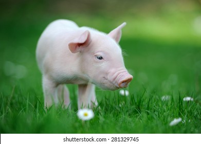 Piglet On Spring Green Grass On A Farm