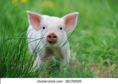 Piglet On Spring Green Grass On A Farm