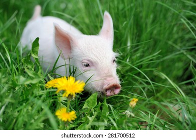 Piglet On Spring Green Grass On A Farm