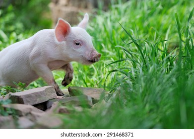 Piglet On Spring Green Grass On A Farm