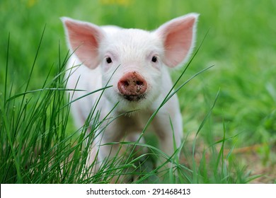 Piglet On Spring Green Grass On A Farm