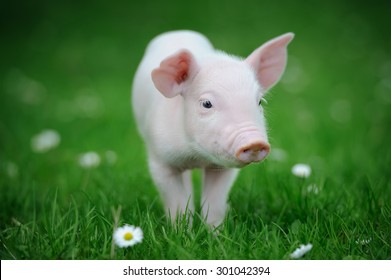 Piglet On Spring Green Grass On A Farm