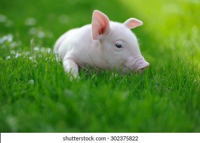 Piglet On Spring Green Grass On A Farm