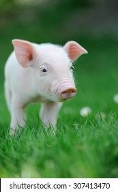 Bebe Cochon Photos Et Images De Stock Shutterstock