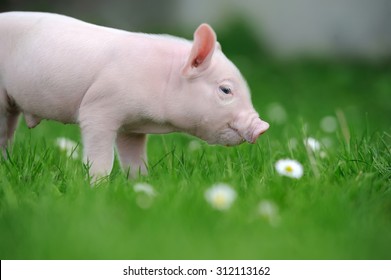 Piglet On Spring Green Grass On A Farm