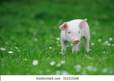 Piglet On Spring Green Grass On A Farm