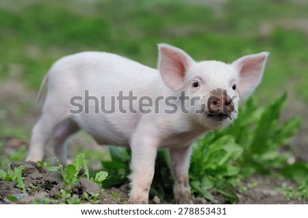 Similar – Foto Bild Cute happy baby pig with ear tag