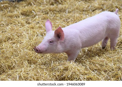 Piglet On Straw Bedding In Its Pen