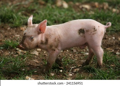 Piglet playing in the mud