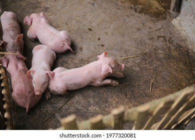 Piglet from villager farm, organic farm - Shutterstock ID 1977320081