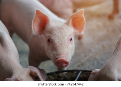 Piglet waiting feed. Pig indoor on a farm yard in Thailand. swine in the stall. 
Economic Animals in Thailand. Close up eyes and blur. Portrait animal.