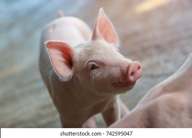 Piglet Waiting Feed. Pig Indoor On A Farm Yard In Thailand. Swine In The Stall. Close Up Eyes And Blur. Portrait Animal.