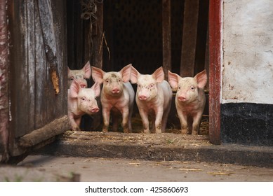 115,715 Piglets Images, Stock Photos & Vectors 