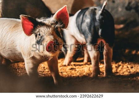 Piglets being raised on a small family farm.