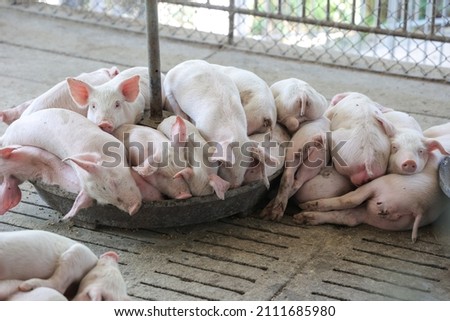 Piglets being reared in the pen