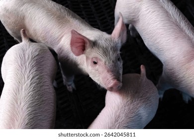 Piglets exploring their environment in a farm setting during daylight hours