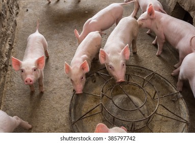 piglets at farm