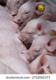 Piglets lactating at the utter of a sow in a pig stable. Pigs breeding. Pigs drinking