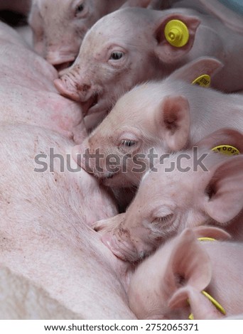 Piglets lactating at the utter of a sow in a pig stable. Pigs breeding. Pigs drinking