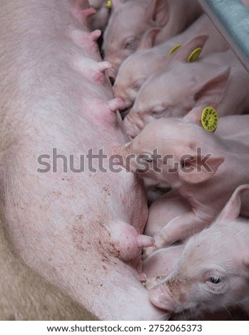 Piglets lactating at the utter of a sow in a pig stable. Pigs breeding. Pigs drinking