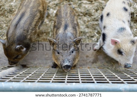 Piglets looking for a free handout