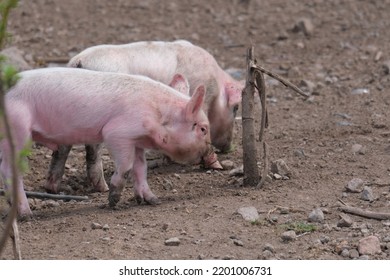 Piglets In The Mud, Sint Eustatius, Dutch Caribbean