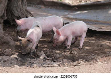 Piglets In The Mud, Sint Eustatius, Dutch Caribbean