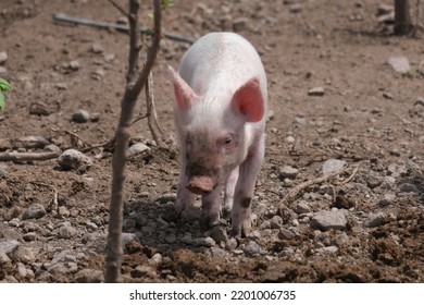 Piglets In The Mud, Sint Eustatius, Dutch Caribbean