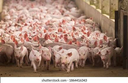 piglets on pig farm agribusiness farm