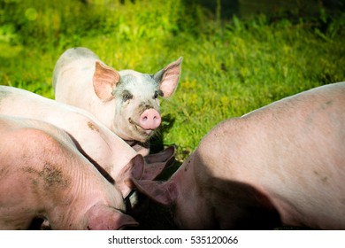 Piglets Outside In The Green Grass. One Of The Pigs Are Smiling.