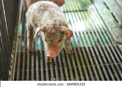 Piglets parasitic skin disease, scabby disease in pigs.