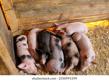 Piglets sleeping in the barn - Powered by Shutterstock