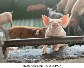 piglets in their pen, happy pigs, baby pigs, baby pigs - Powered by Shutterstock