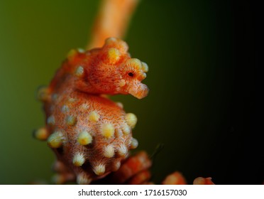 The Pigmy Sea Horse (Hippocampus Bargibanti).