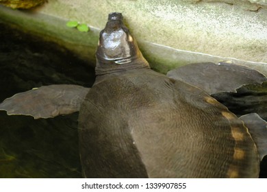 a pig-nosed turtle