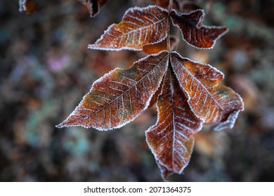 Pignut Hickory Tree Leaves In The Frosty Woods.