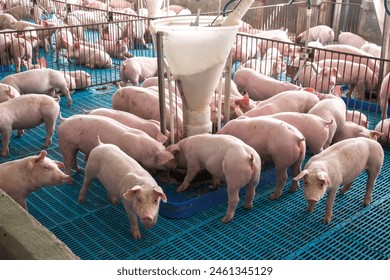 Pigs in breeding stock on farm