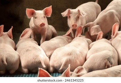 Pigs in breeding stock on farm - Powered by Shutterstock