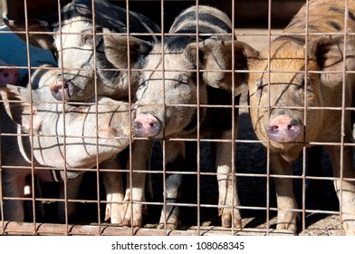 Pigs Cage Stock Photo (Edit Now) 108068345