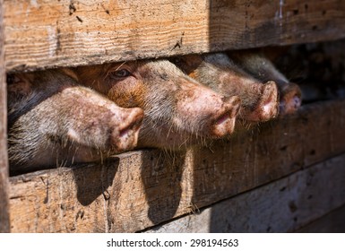 Pigs in Captivity on the Farm