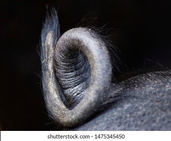 A pigs curly tail photographed against a black background. 