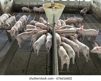 Pigs Are Eating Feed/Swine Farm