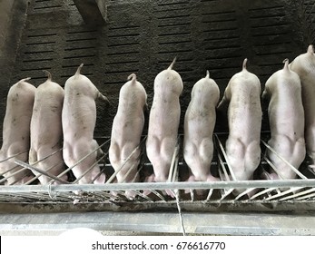 Pigs Are Eating Feed/Swine Farm