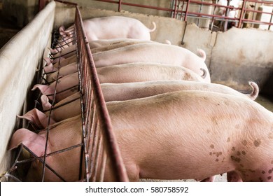 Royalty Free Pig Feed Stock Images Photos Vectors Shutterstock