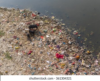 Pigs eating trash at the extremely polluted banks of the Ganges river in india