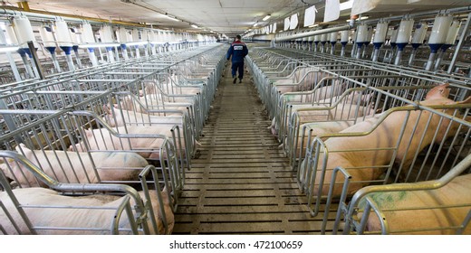 Cerdos en una fábrica