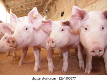 Pigs In The Farm