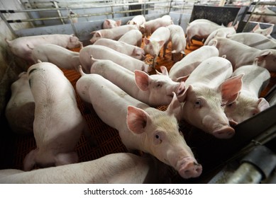 Porc Images Photos Et Images Vectorielles De Stock Shutterstock