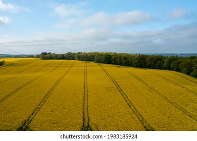 Pigs Farm In Denmark. Aerial View.